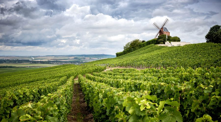 Vineyards of Reims